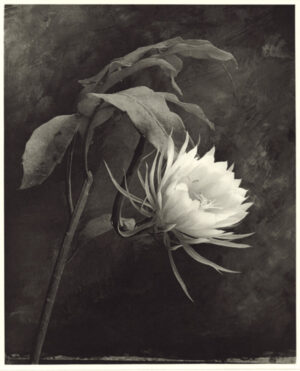 Photogravure work