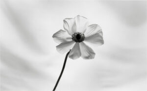 A black and white photo of a flower