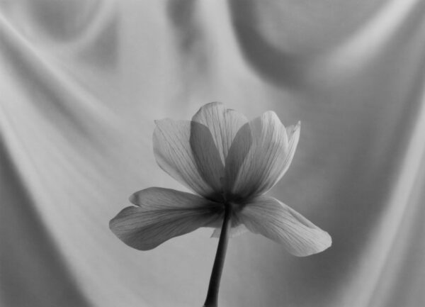 A black and white photo of a flower