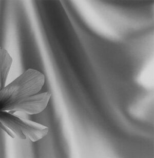 A black and white photo of a flower on the satin