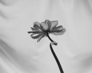 A black and white photo of a flower