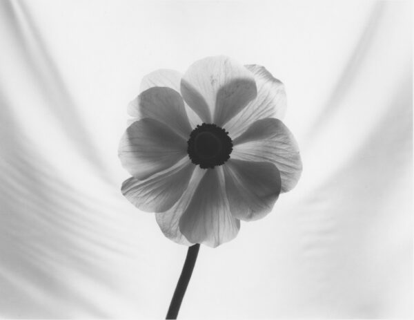 A black and white photo of a flower