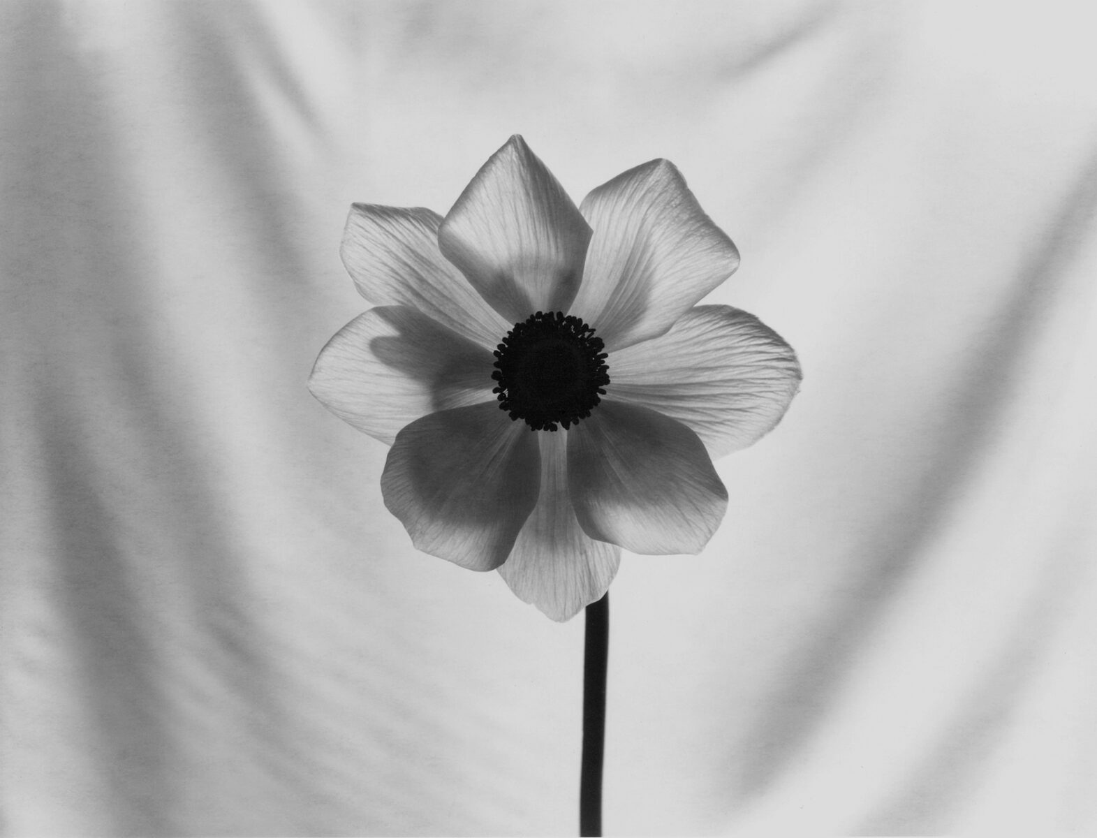 A black and white photo of a flower.