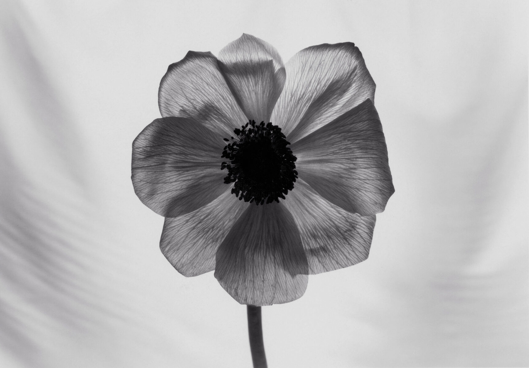A black and white photo of a flower.
