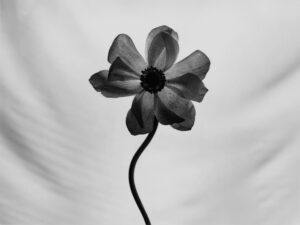 A black and white photo of a flower