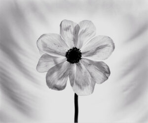 A black and white photo of a flower
