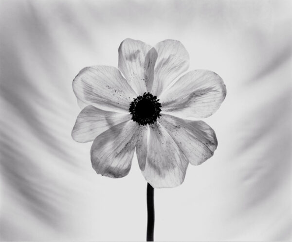 A black and white photo of a flower