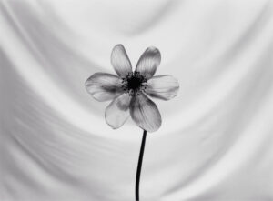A black and white photo of a flower