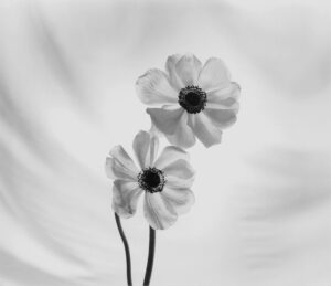 Two flowers are shown in black and white.