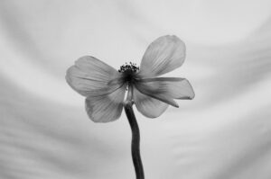 A black and white photo of a flower