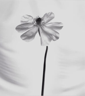 A single flower is shown in black and white.
