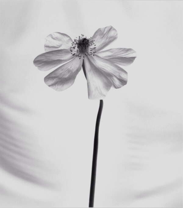 A single flower is shown in black and white.