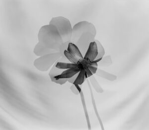 A black and white photo of a flower