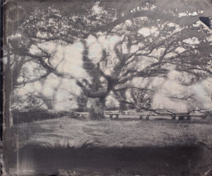 A large tree with many branches in the middle of it