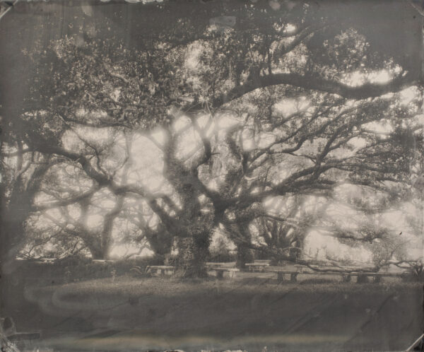 A large tree with many branches in the middle of it.
