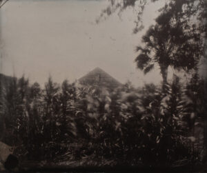 A black and white photo of trees in front of a building.