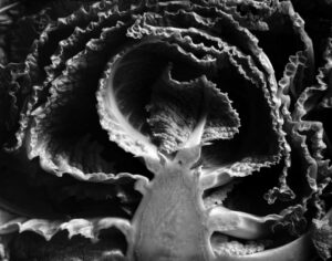 EDWARD WESTON, Kale, Halved, 1930