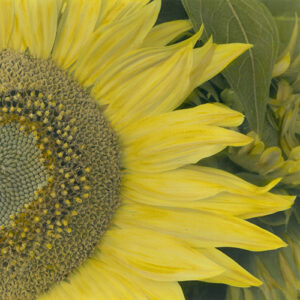 BRIGITTE CARNOCHAN. Sunflower 4, 1997