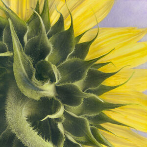 BRIGITTE CARNOCHAN. Sunflower 3, 1997