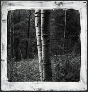 03s-027-17 Two Aspens Black Range
