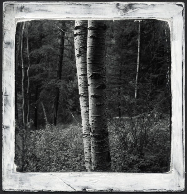 03s-027-17 Two Aspens Black Range