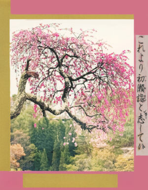 ALINE SMITHSON. Cherry Tree, from Japonisme: Fireworks and Cherry Blossoms, 2025