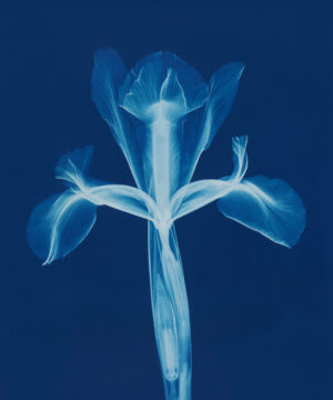 BRYAN WHITNEY. : Iris X-Ray, 2011