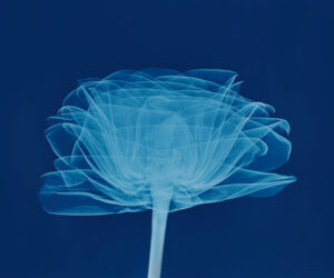 BRYAN WHITNEY. Rose X-Ray, 2025