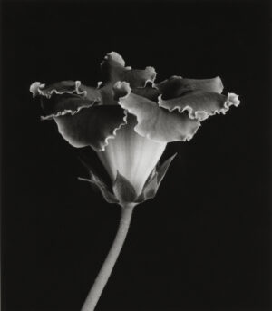 LYNN STERN. Gloxinia #II, 1979