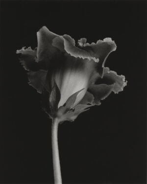 LYNN STERN. Gloxinia #IV, 1979