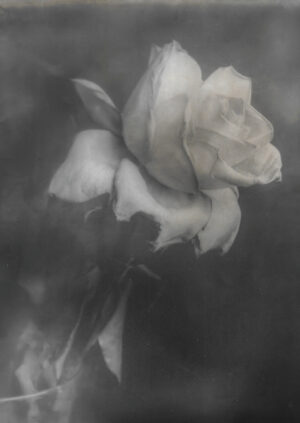 ROBERT STIVERS. Rose, 2011