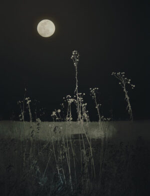 SARA SILKS. Before the Burn, 2025