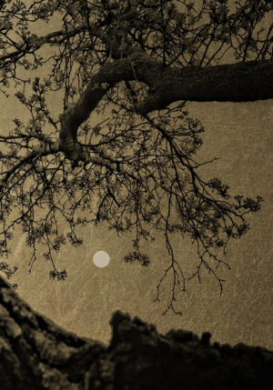 SARA SILKS. Tiny Moon, Soliloquy, 2025