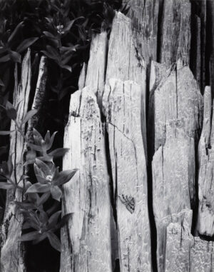 ANSEL ADAMS. Moth and Stump, Interglacial Forest, Glacier, Alaska, 1949