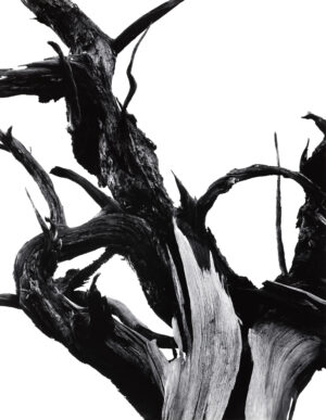 ANSEL ADAMS. Dead Tree, Sunset Crater National Monument, Arizona, 1947