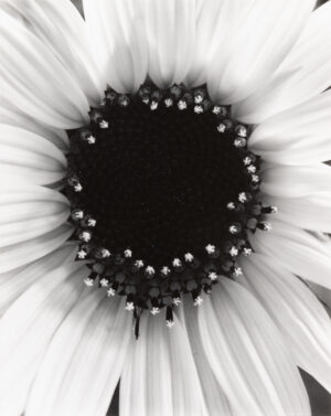 PAUL CAPONIGRO. Sunflower, Winthrop, MA, 1965