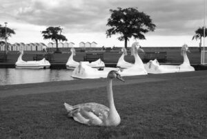 ROGER DEAKINS. The Poser, Goodrington, 2021