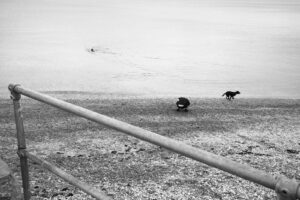 ROGER DEAKINS. The shore, Brixham, Oct. 2025