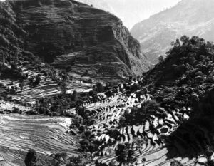 JODY FORSTER. Rice Harvest at Ding Ding, Nepal, 1984