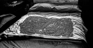 LYNN ADLER. Beans drying on the bed