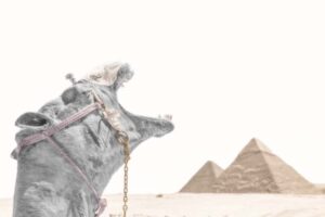 NEVADA WIER. Egypt. Cairo. Camel & Pyramids 2024