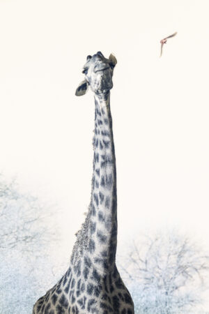 NEVADA WIER. Africa. Eswatini. Mkhaya Game Reserve. Cape Giraffe & Oxpecker. 2024