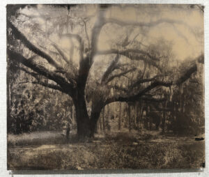 RASHOD TAYLOR. Oak Tree On The Northside of the Island, Ossabaw Island, 2026