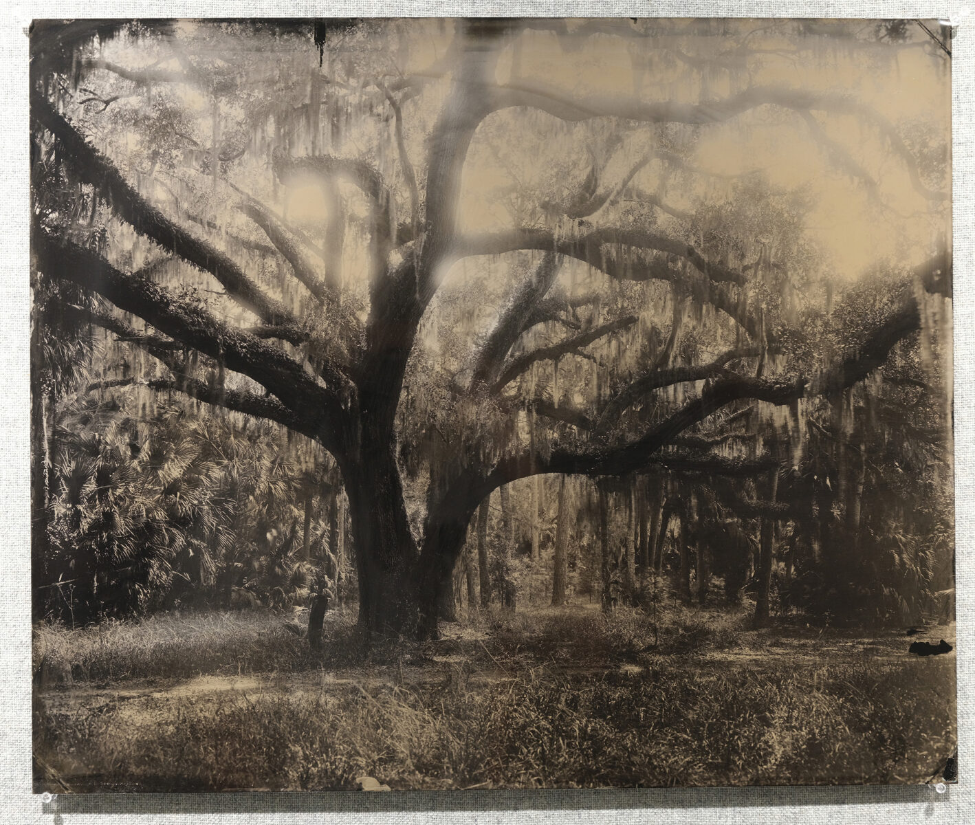RASHOD TAYLOR. Oak Tree On The Northside of the Island, Ossabaw Island, 2026