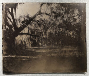 RASHOD TAYLOR. Oak Tree in Middleplace, Ossabaw Island, 2026
