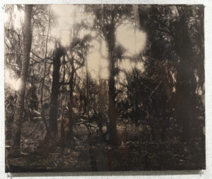 RASHOD TAYLOR. Wood Vine on the Northside, Ossabaw Island, 2026