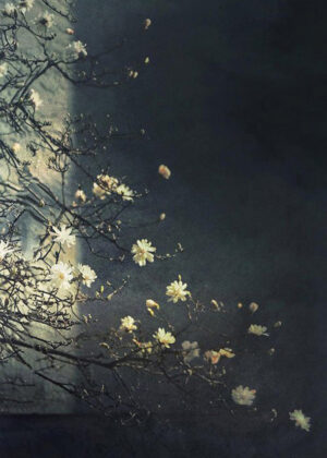 SARA SILKS. Sweet Magnolia