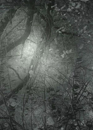 SARA SILKS. Light Ahead