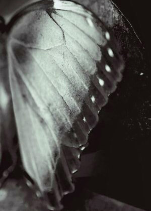 SARA SILKS. Nature's Detail