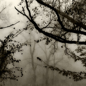 SARA SILKS. Shinrin 1 (forest 1)